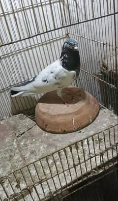 pigeon