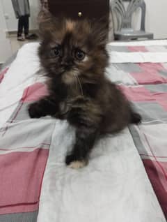 Persian
