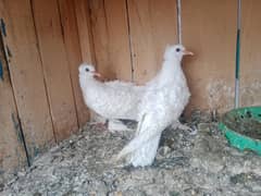 white frill back pair and Black tail pair for sale in Faisalabad