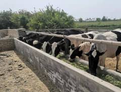 farm for rent