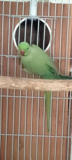 green ringneck breeder pair and one chick available for sale