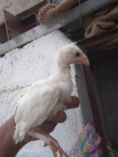 Heera aseel chicks available for sale
