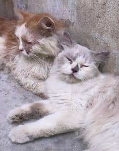 Persian cat pair