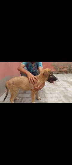 cross bghyari dog