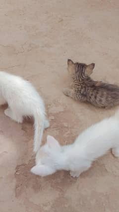 Cats Breed Male and female 7 days