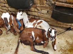 goat for sale