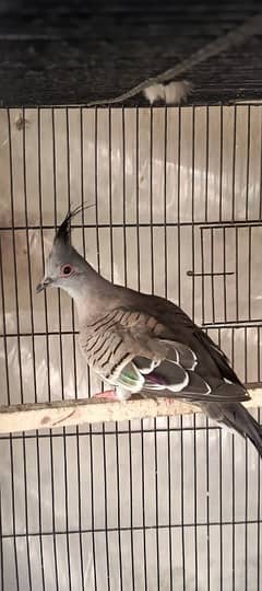 Crested Dove Male O3O74&6&252
