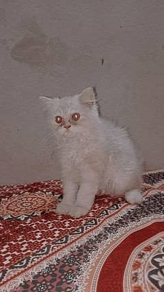 cat for sale