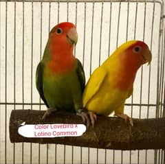 Lovebirds available in reasonable price