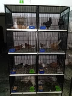 birds cages top quality ma hai Sirf Lana wala rapta kara chaska