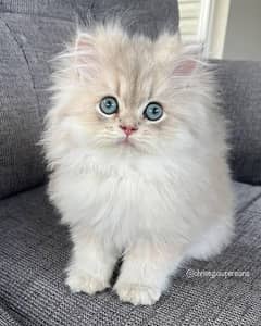 parsian