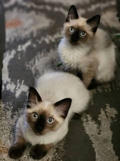 Siamese kitten pair for cale