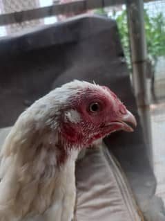 heera