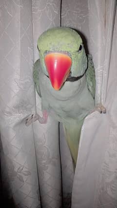 kashmiri parrot