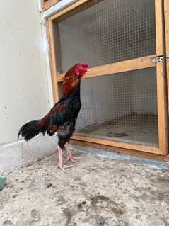 pure miawali aseel pair