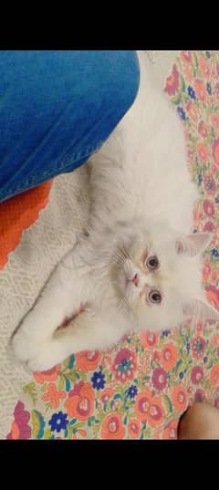 Tripple Cot Persian Cat