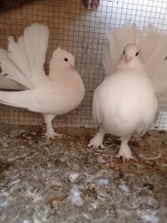 pigeons
