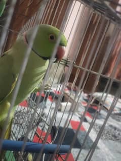 Talking Parrot