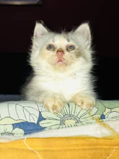 Persian kittens