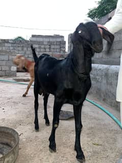 Breeder Bakra
