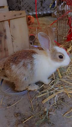 rabbit selling