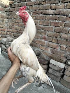 2 high quality Murgy available for sale