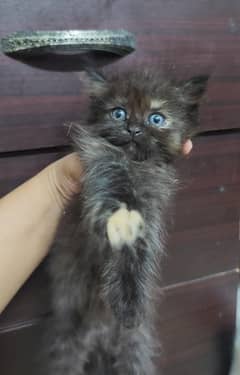 kitten