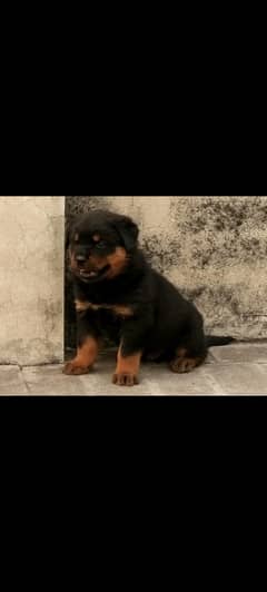 Rottweiler Female Puppy KCP