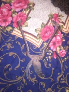 secateurs or garden shears
