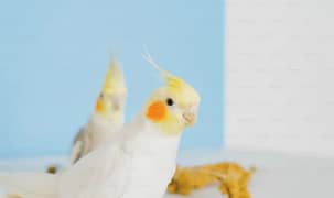 Cocktail Comman White Good Size Breeder pair Home Breed 0309 44 76 176