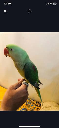 Alexander