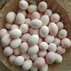 Desi Eggs For Sale