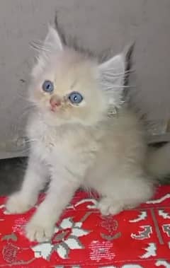triple coated Persian kittens punch face