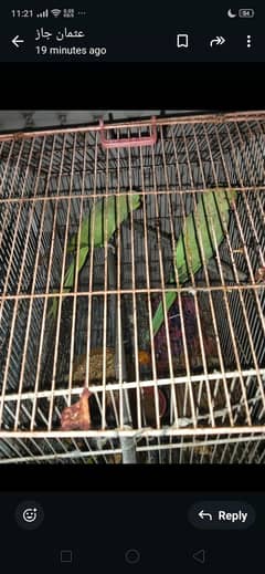 katta pair for sale