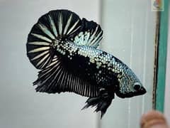 samurai betta, Dumbo ear Betta  many more