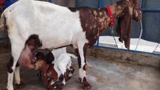Pateri Bakri with two female kids