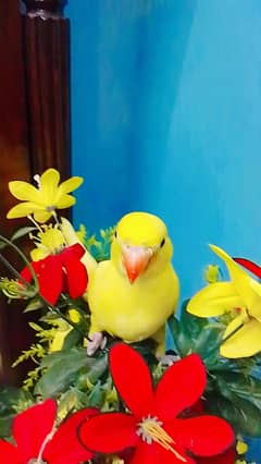 yellow ringnack