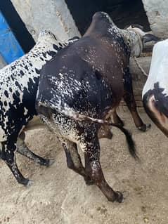 Wachy for sale