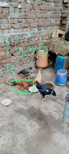 Aseel murgia 1 Desi murgi 03045814229