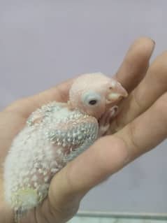 Pineapple conure chicks