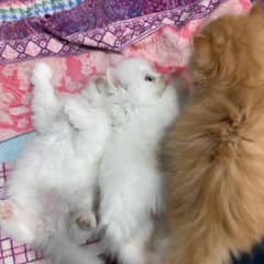 Cuties
