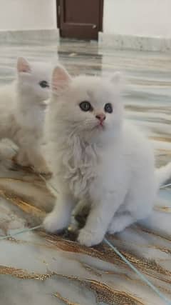 Persian cat 2 month age vaccinated ha WhatsApp number 03404057947