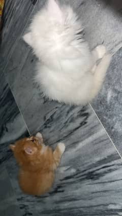 Persian