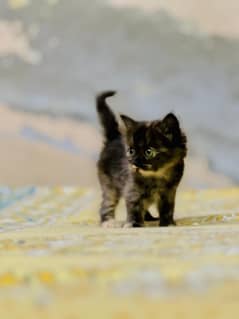Persian cat male  female