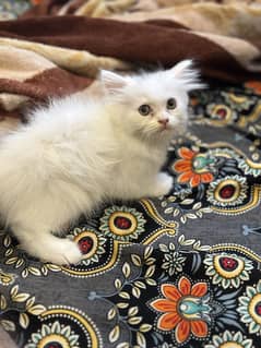Persian triple coated kitten female cat