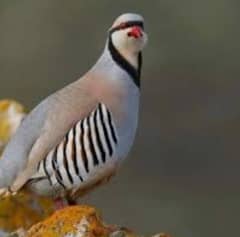 Chakoor Kabli Chicks  for sale