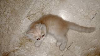 punch face Kitten self home feed litre Train