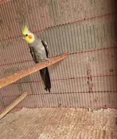Coctail , lovebird , Australian and rabbits