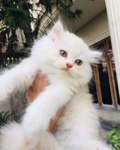 Persian