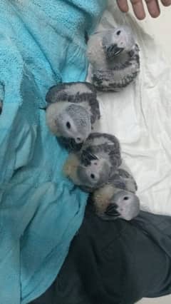 Grey parrot